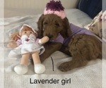 Small Photo #3 Goldendoodle Puppy For Sale in SAINT PETERSBURG, FL, USA