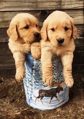 Puppyfinder Com Golden Retriever Puppies Puppies For Sale Near Me In Vermont Usa Page 1 Displays 10