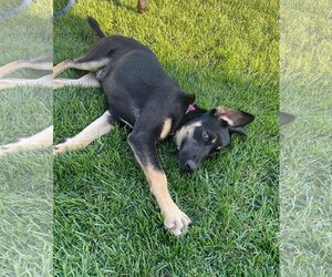 Miami - Female Shepradors Dog for Adoption - Photo #2