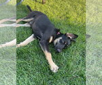 Small Photo #2 Shepradors Puppy For Sale in New London, WI, USA
