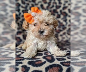 Bichpoo Puppy for sale in BIRD IN HAND, PA, USA