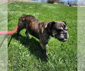 Bulldog Dogs for adoption in Batavia, NY, USA