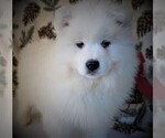 Small Photo #1 Samoyed Puppy For Sale in LUBLIN, WI, USA
