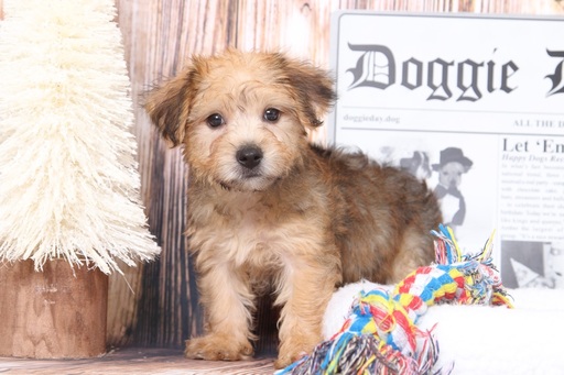 Medium Photo #1 Yo-Chon Puppy For Sale in BEL AIR, MD, USA
