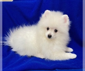 Pomeranian Puppy for Sale in DENVER, Colorado USA