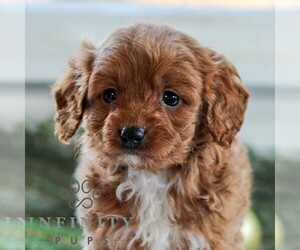 Cavapoo Puppy for sale in LITITZ, PA, USA