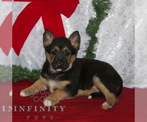 Australian Cattle Dog-German Shepherd Dog Mix Puppy for sale in OXFORD, PA, USA