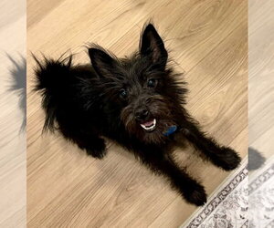 Mutt Dogs for adoption in St. Louis Park, MN, USA