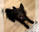 Kansas - Female Mutt Dog for Adoption - Small photo