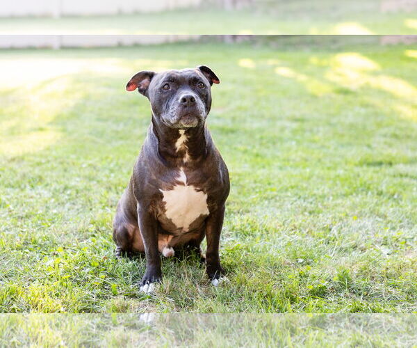 Medium Photo #2 Staffordshire Bull Terrier-Unknown Mix Puppy For Sale in Crete, IL, USA