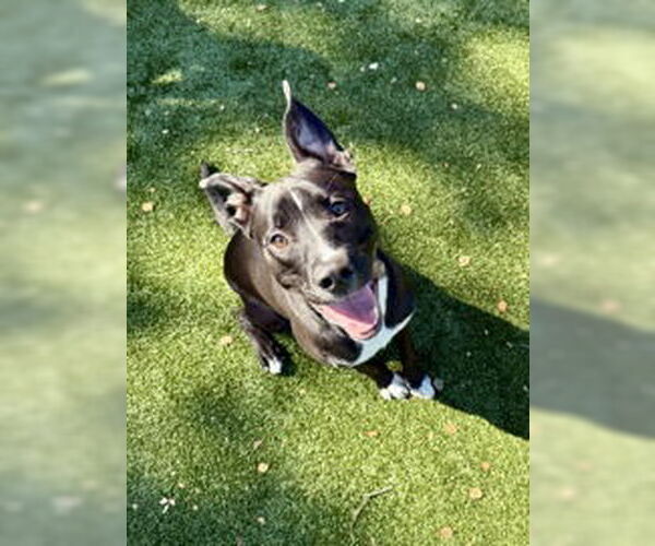 Medium Photo #1 American Pit Bull Terrier Puppy For Sale in Salinas, CA, USA