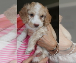 Puppy Puppy 5 Stella Poodle (Miniature)-Poodle (Standard) Mix