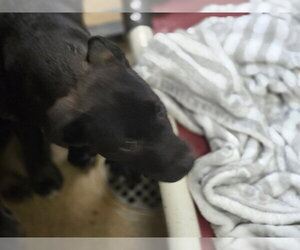 Mutt Dogs for adoption in Sacramento, CA, USA