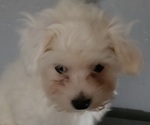 Small Photo #2 Coton de Tulear Puppy For Sale in LAGRANGE, IN, USA