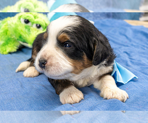 Bernedoodle (Miniature) Puppy for sale in ROY, UT, USA