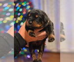 Small Photo #2 Rottweiler Puppy For Sale in WILLINGTON, CT, USA