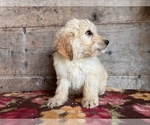 Small Photo #9 Goldendoodle Puppy For Sale in VERMONTVILLE, MI, USA