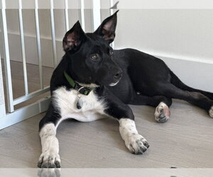 Cassian a/k/a Onyx - Male Siberian Husky-Unknown Mix Dog for Adoption - Photo #2
