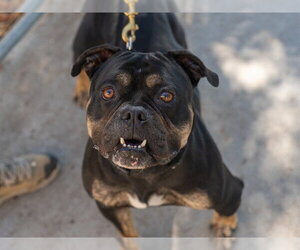 TYRUS - Male Bulldog-Unknown Mix Dog for Adoption - Photo #2