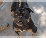 Small Photo #2 Bulldog-Unknown Mix Puppy For Sale in Martinez, CA, USA