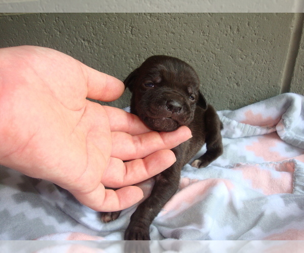 Medium Photo #1 Cane Corso Puppy For Sale in BRAGGS, OK, USA