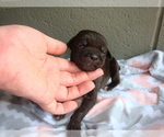 Small Photo #1 Cane Corso Puppy For Sale in BRAGGS, OK, USA