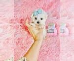 Small #5 Maltese