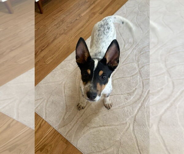 Medium Photo #11 Mutt Puppy For Sale in Lakewood, CO, USA