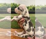 Small Photo #4 Great Dane Puppy For Sale in SELLERSBURG, IN, USA