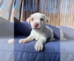 Small #10 American Pit Bull Terrier-Chihuahua Mix