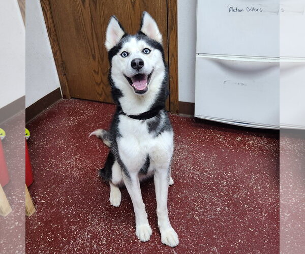 Medium Photo #1 Siberian Husky Puppy For Sale in Fargo, ND, USA