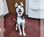 Small Siberian Husky