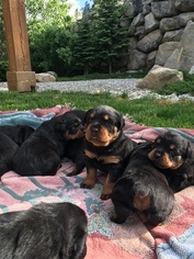Rottweiler Puppy for sale in ENTIAT, WA, USA