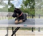 Small #10 German Shepherd Dog