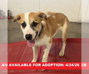 Canadian Eskimo Dog-Unknown Mix Dogs for adoption in Williamsburg, IA, USA