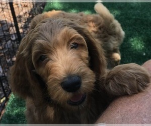 Goldendoodle Puppy for sale in SAINT PETERSBURG, FL, USA