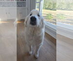Small #3 Great Pyrenees Mix
