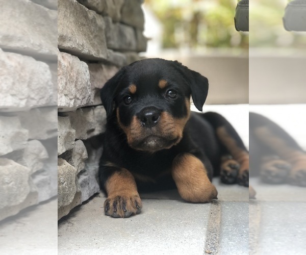 Medium Photo #41 Rottweiler Puppy For Sale in VONORE, TN, USA