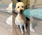 Small #1 Labradoodle