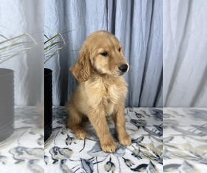 Golden Retriever Puppy for sale in GREENWOOD, IN, USA
