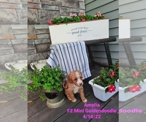 Medium Goldendoodle (Miniature)