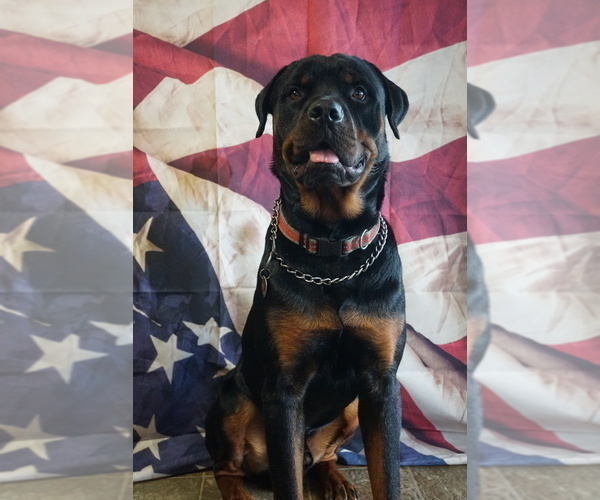 Medium Photo #1 Rottweiler Puppy For Sale in VIOLA, AR, USA