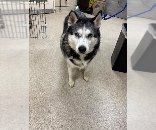 Medium Photo #1 Siberian Husky Puppy For Sale in Riverside, CA, USA
