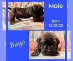 Puppy Bayo America Bandogge Mastiff-Cane Corso Mix