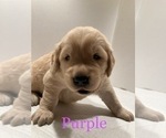 Small Photo #3 Golden Retriever Puppy For Sale in CORONA, CA, USA