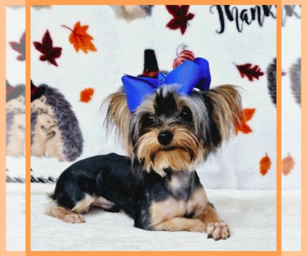 Medium Photo #3 Yorkshire Terrier Puppy For Sale in TAYLOR, TX, USA