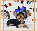 Small Photo #3 Yorkshire Terrier Puppy For Sale in TAYLOR, TX, USA