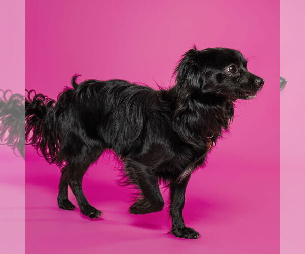 Medium Photo #3 Chiranian Puppy For Sale in Fargo, ND, USA