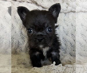 Medium French Bulldog