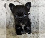 Puppy Senbei French Bulldog